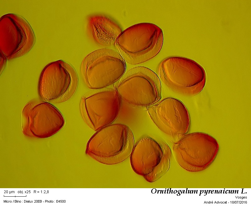 Loncomelos pyrenaicum (L.)J.Holub = Ornithogallum p. #46411