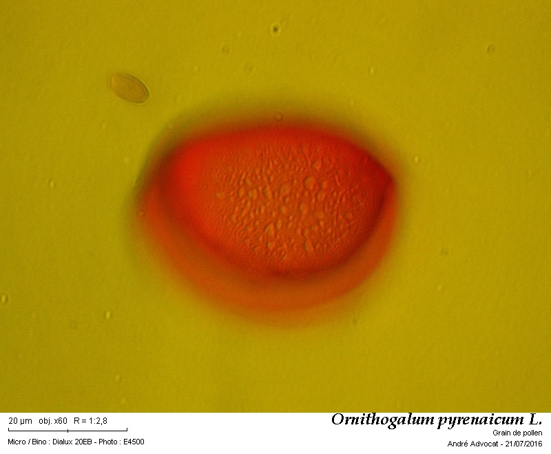 Loncomelos pyrenaicum (L.)J.Holub = Ornithogallum p. #46412