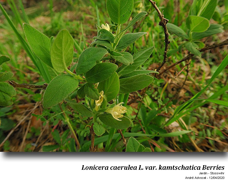 Lonicera caerulea L. var. kamtschatica #62992