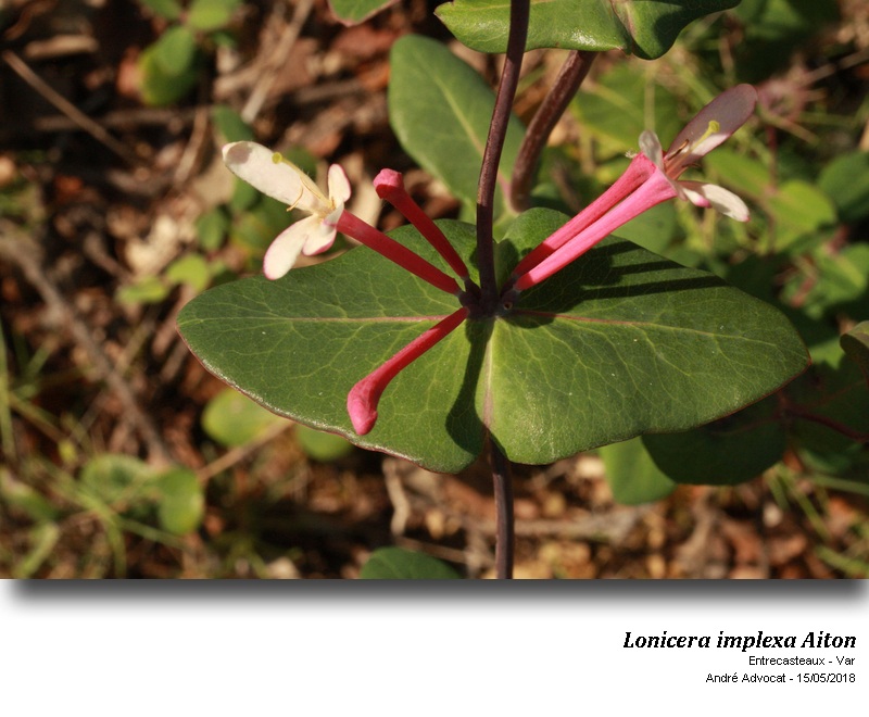 Lonicera implexa Aiton #54986