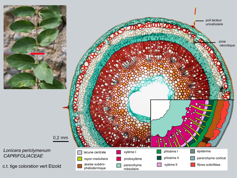 Lonicera periclymenum, histologie. #17627
