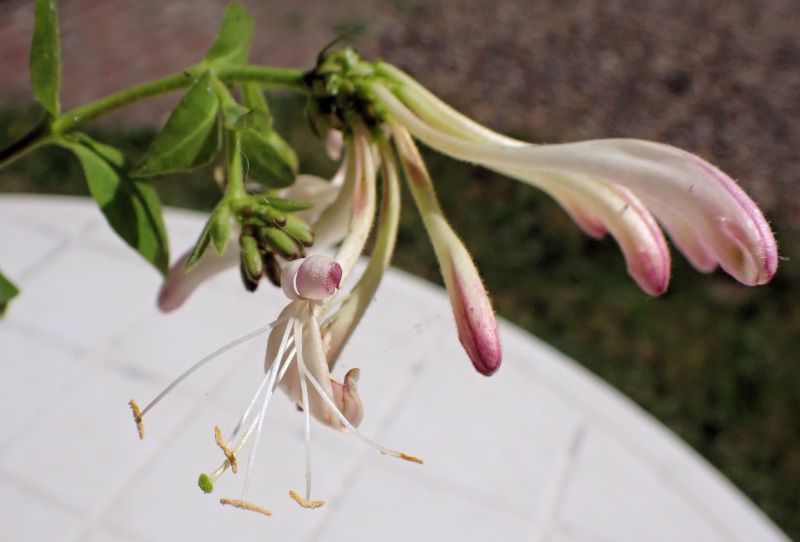 Lonicera periclymenum  Chèvrefeuille des bois #71314