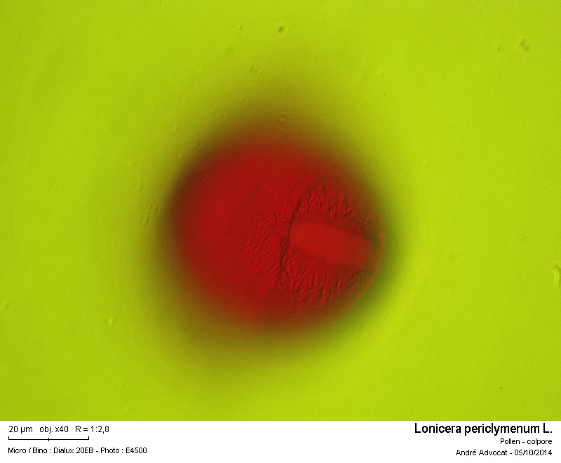 Lonicera periclymenum L. #40519