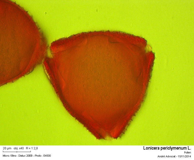 Lonicera periclymenum L. #40518