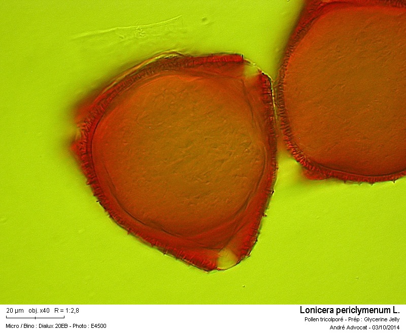 Lonicera periclymenum L. #40517