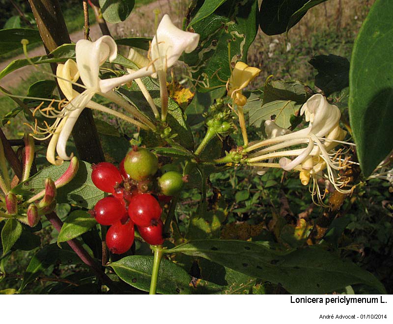 Lonicera periclymenum L. #40516