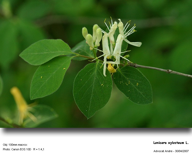 Lonicera xylosteum L. (Le camérisier) #3996