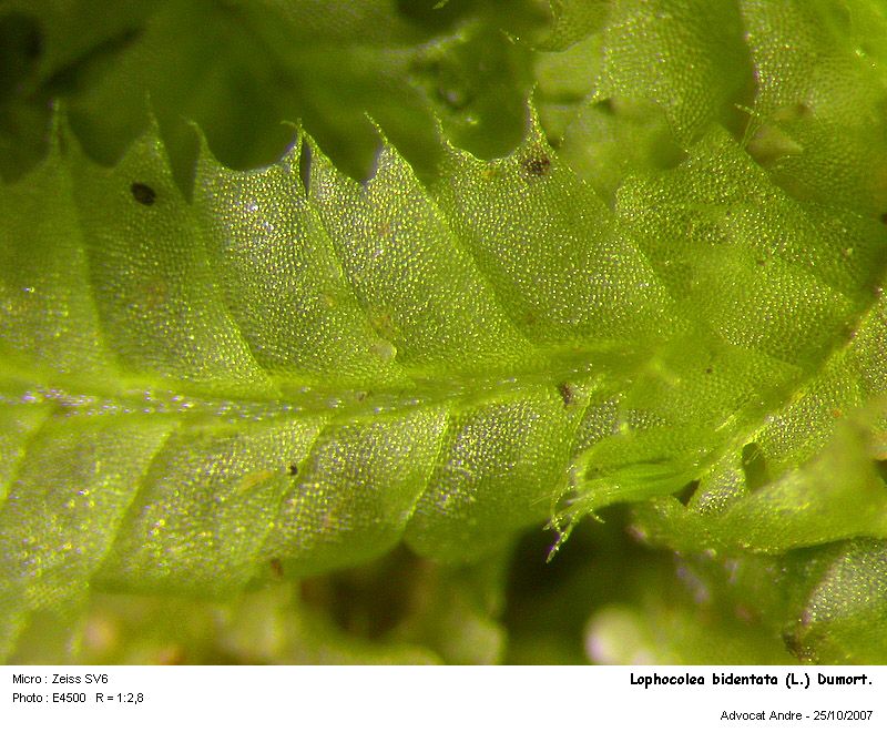 Lophocolea bidentata (L.) Dum. #445