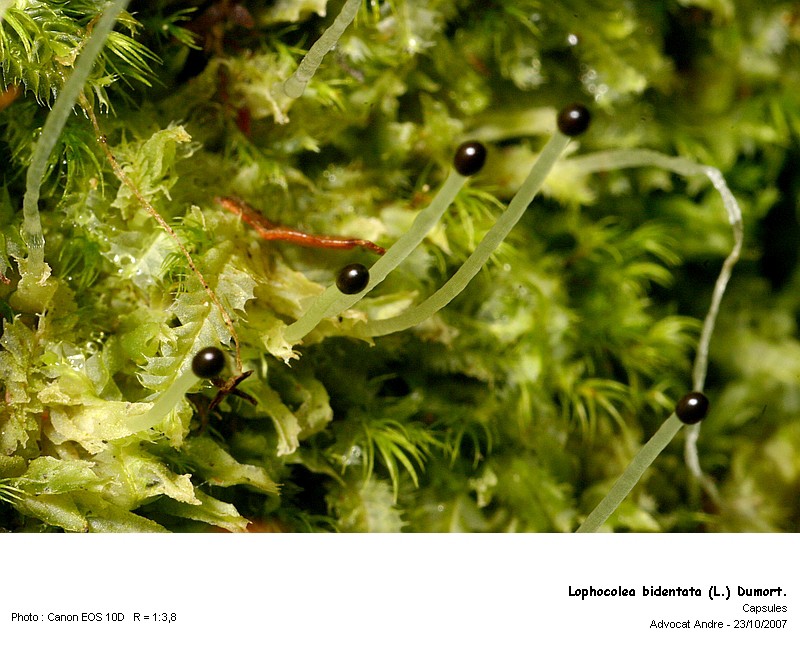 Lophocolea bidentata (L.) Dum. #457