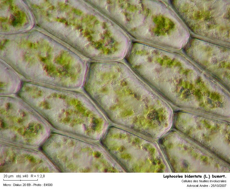 Lophocolea bidentata (L.) Dum. #454