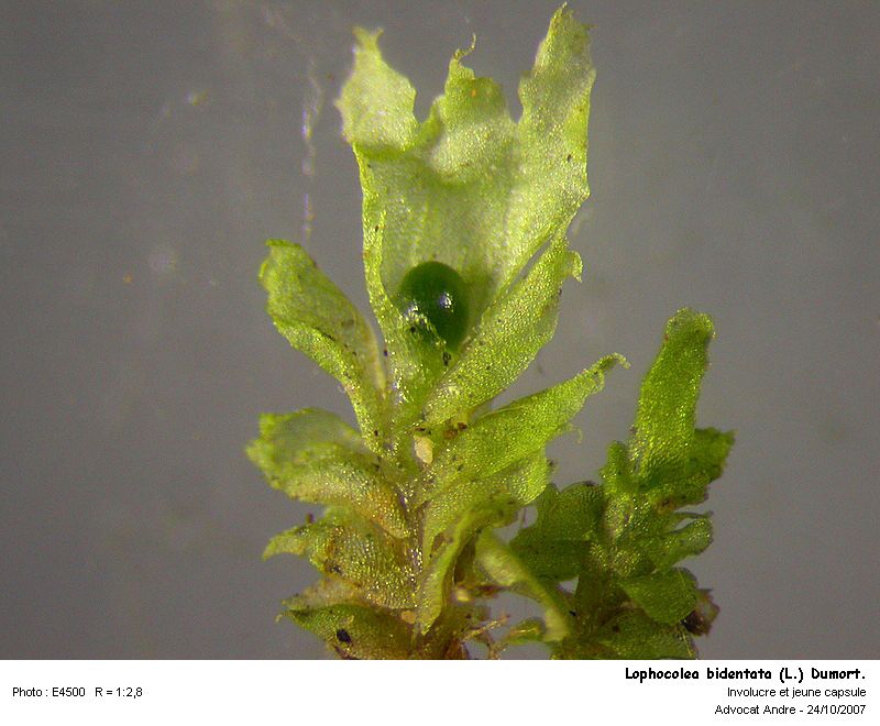 Lophocolea bidentata (L.) Dum. #453