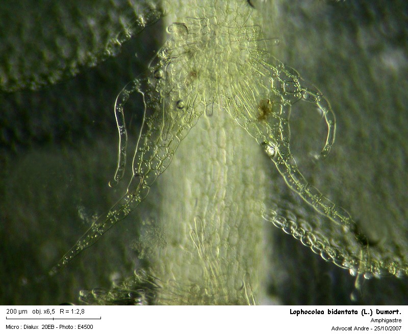 Lophocolea bidentata (L.) Dum. #447
