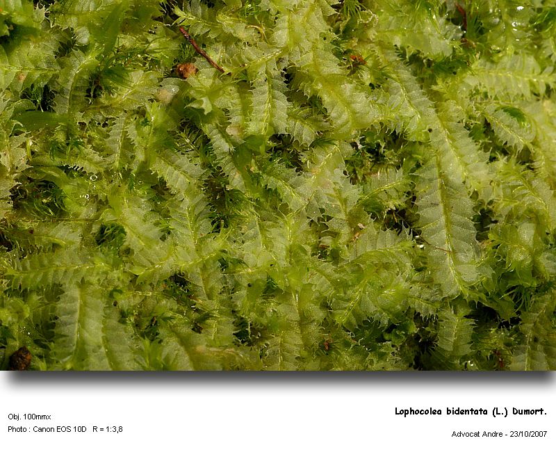 Lophocolea bidentata (L.) Dum. #444