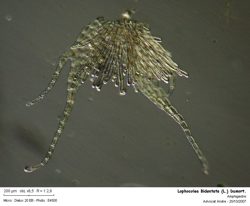 Lophocolea bidentata (L.) Dum. #448