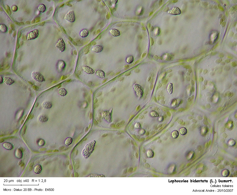 Lophocolea bidentata (L.) Dum. #455