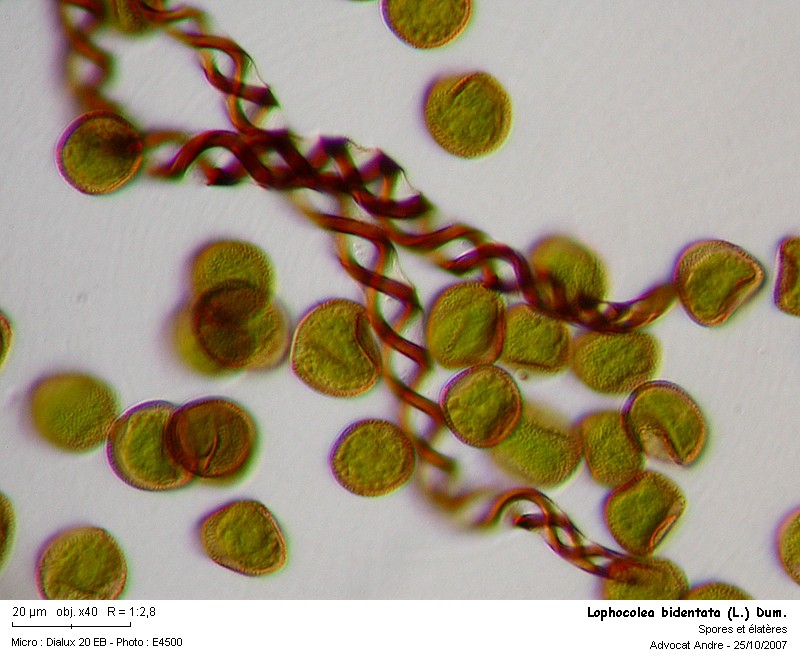 Lophocolea bidentata (L.) Dum. #458