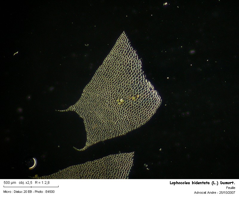 Lophocolea bidentata (L.) Dum. #446