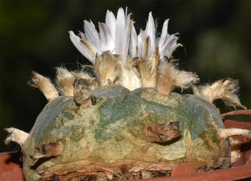 Lophophora williamsii #55669