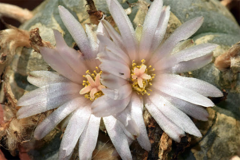 Lophophora williamsii #55670