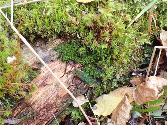 Lophoziopsis longidens (Lindb.) Konstant. & Vilnet #61099
