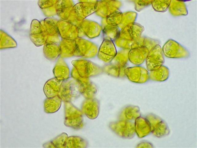 Lophoziopsis longidens (Lindb.) Konstant. & Vilnet #61098