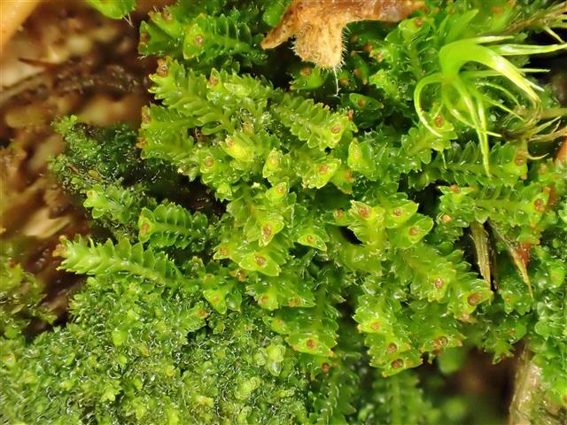 Lophoziopsis longidens (Lindb.) Konstant. & Vilnet #61097