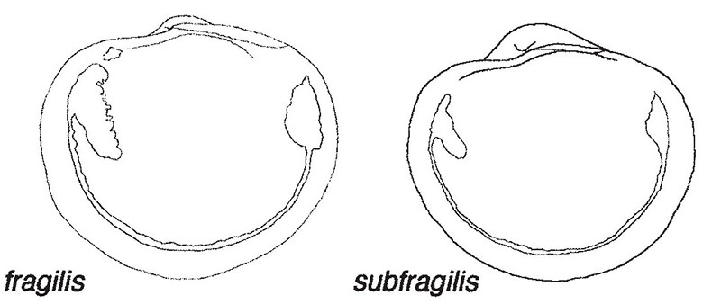 Loripinus fragilis #59754