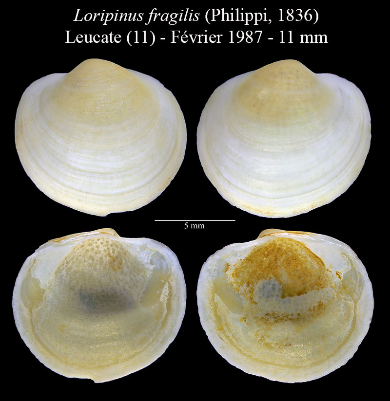 Loripinus fragilis #59752