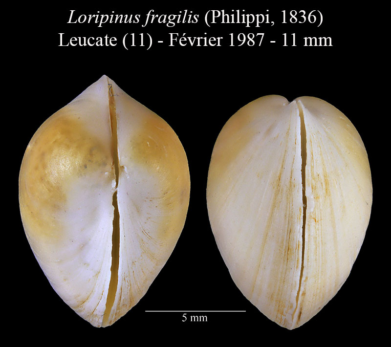 Loripinus fragilis #59753