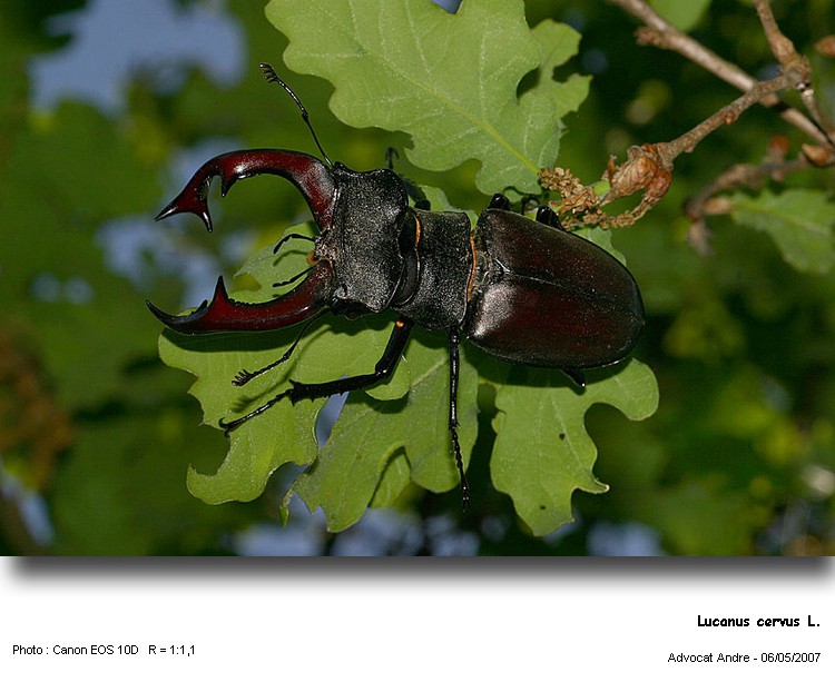 Lucanus cervus L. Lucane cerf-volant #14