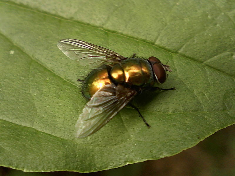 Lucilia sp #33660