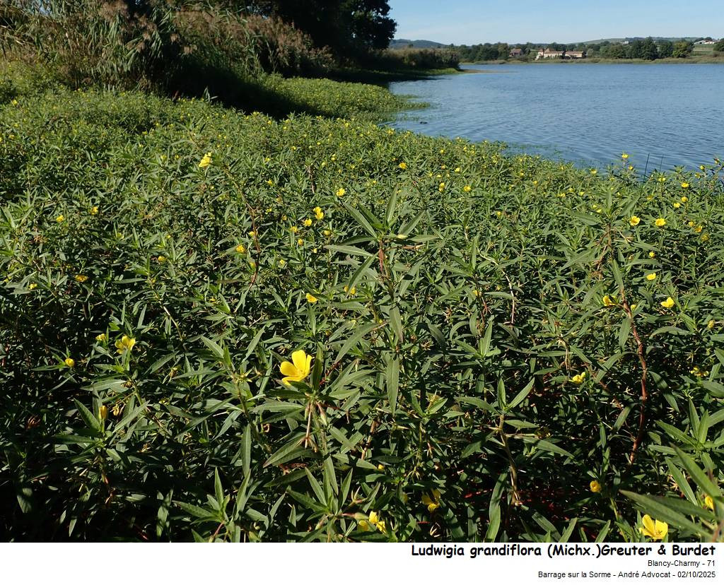 Ludwigia grandiflora (Michx.)Greuter & Burdet #83828