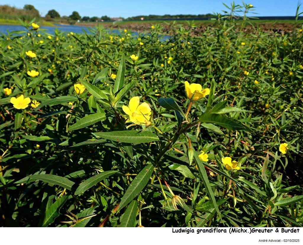 Ludwigia grandiflora (Michx.)Greuter & Burdet #83830