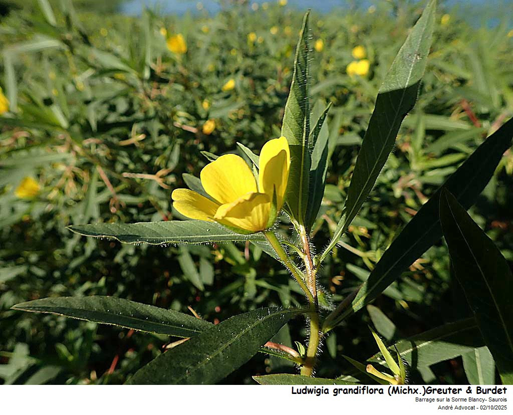 Ludwigia grandiflora (Michx.)Greuter & Burdet #83829