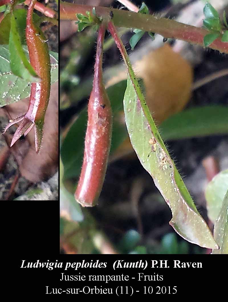 Ludwigia peploides #42400