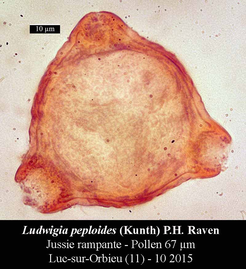 Ludwigia peploides #42401
