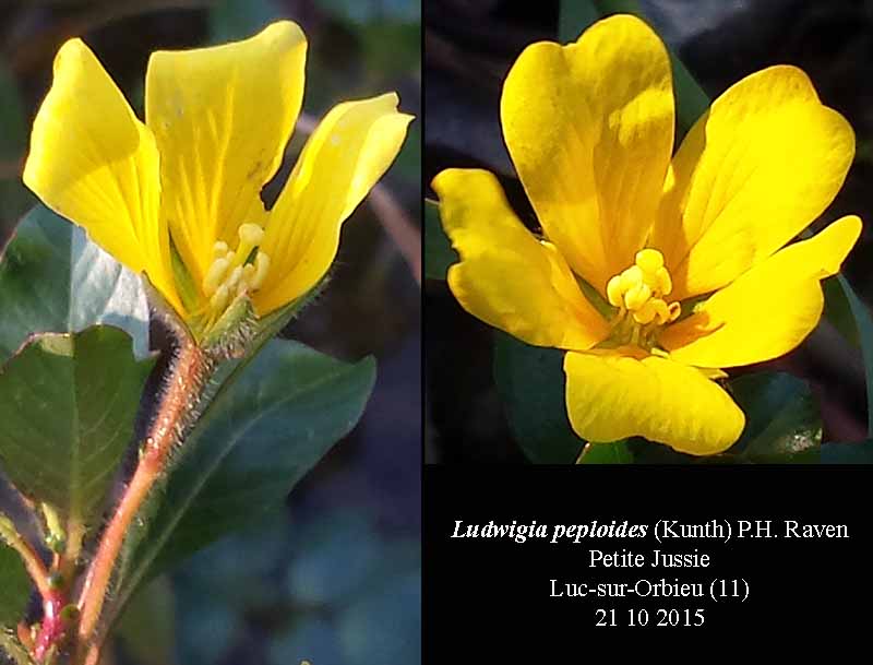 Ludwigia peploides #42399