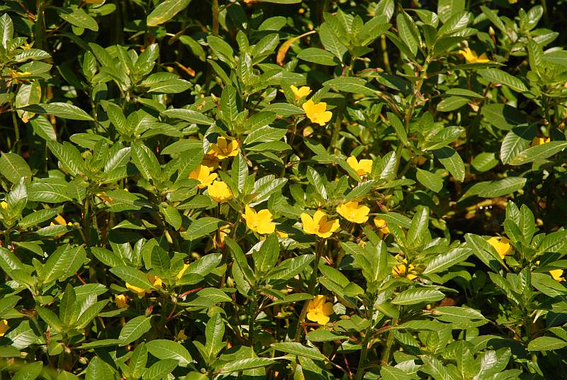 Ludwigia peploides subsp. montevidensis (Spreng.) P.H.Raven #4542