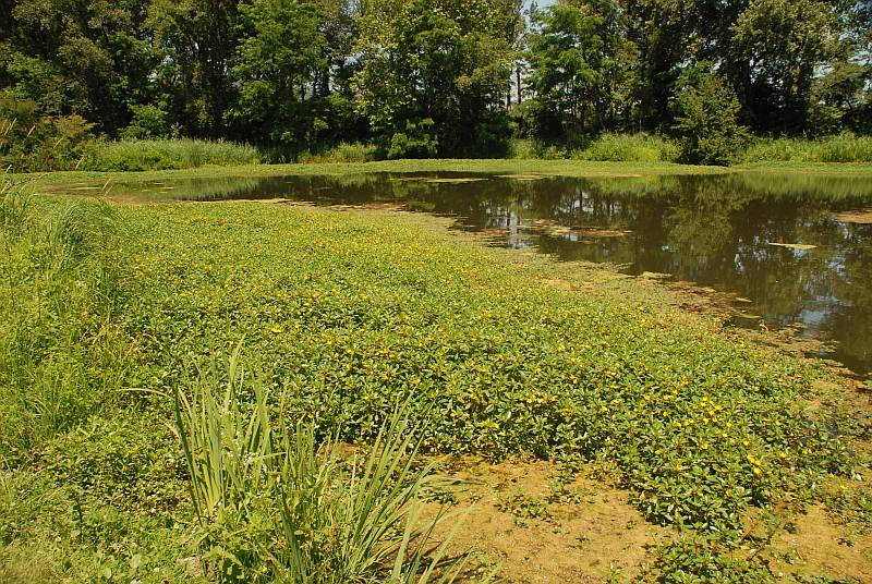 Ludwigia peploides subsp. montevidensis (Spreng.) P.H.Raven #4543