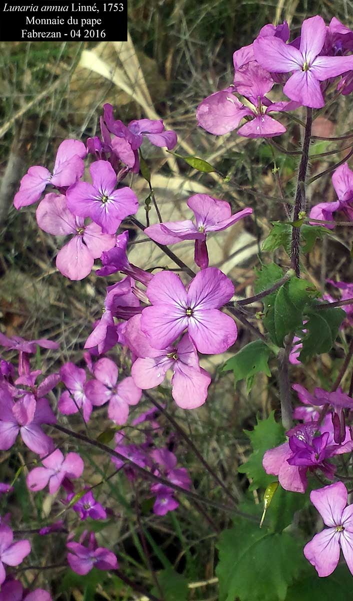 Lunaria annua #44557