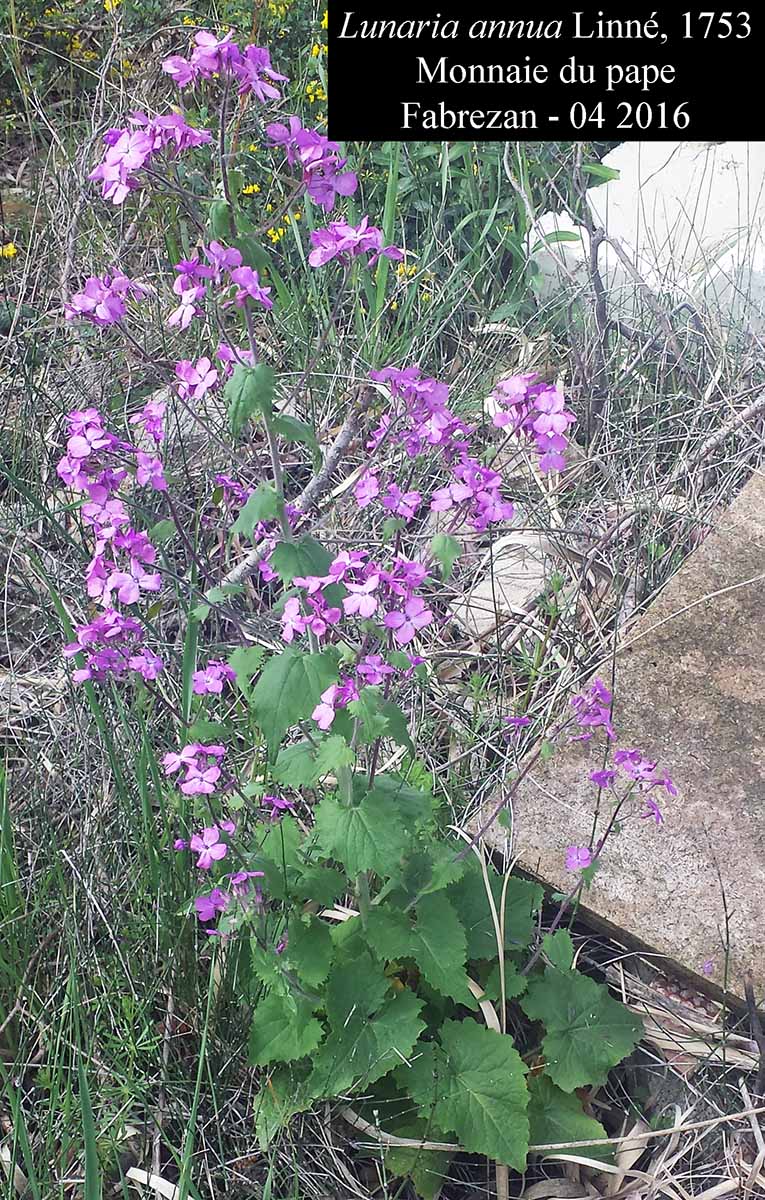 Lunaria annua #44556