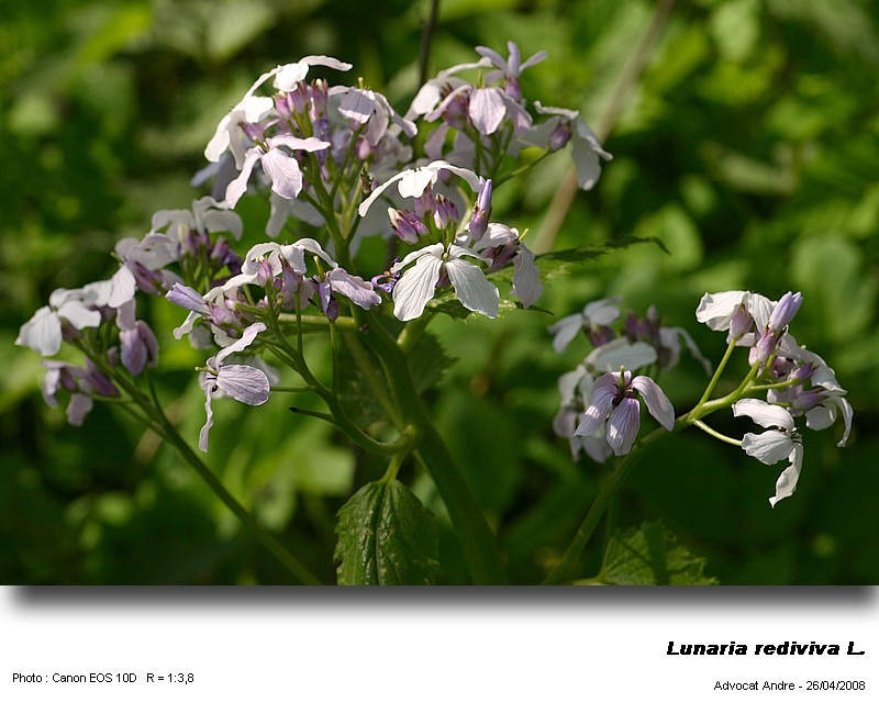 Lunaria rediviva L. (La lunaire, pollen) #3520