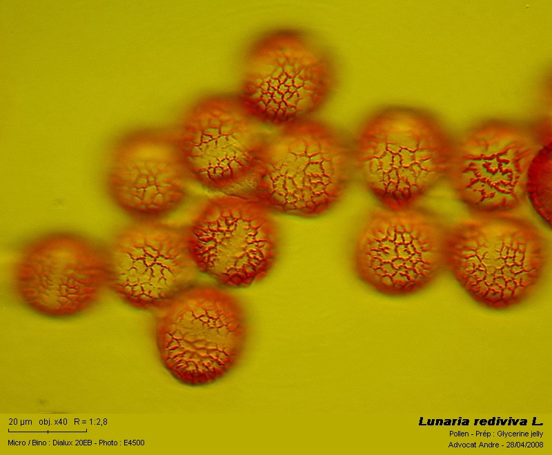 Lunaria rediviva L. (La lunaire, pollen) #3522