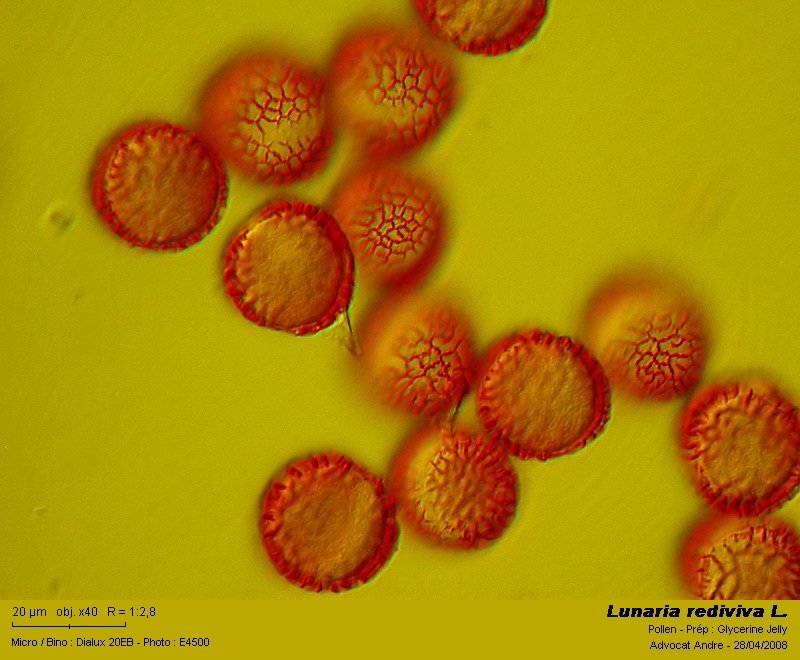 Lunaria rediviva L. (La lunaire, pollen) #3521