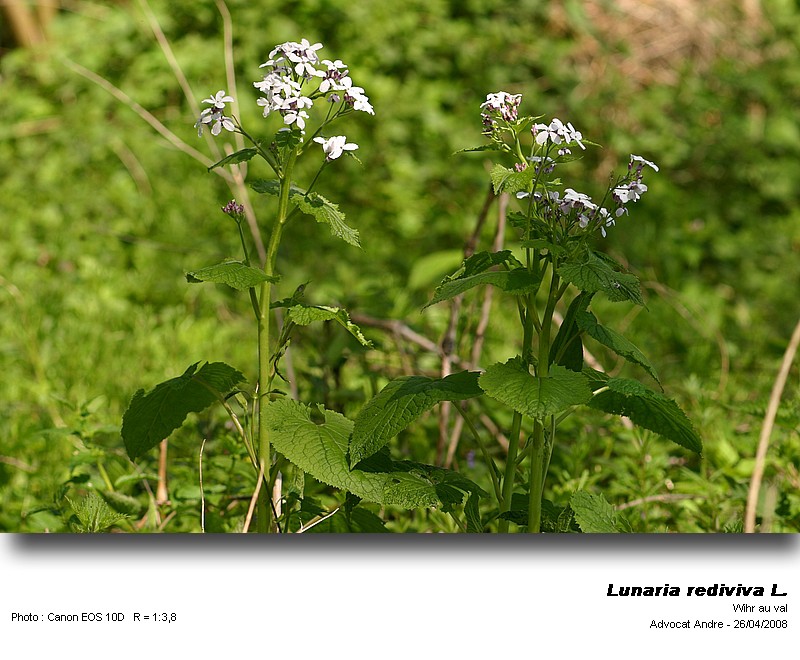 Lunaria rediviva L. (La lunaire, pollen) #3519