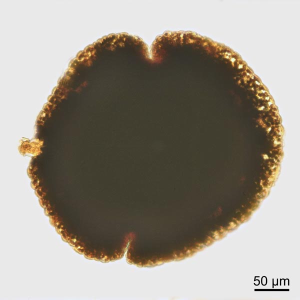 Lunularia cruciata (L.) Dum. #36915
