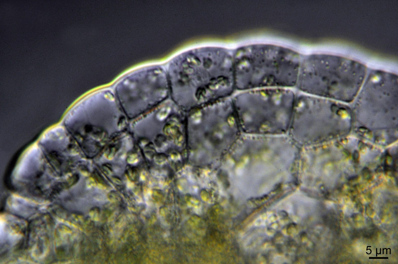 Lunularia cruciata (L.) Dum. #36914