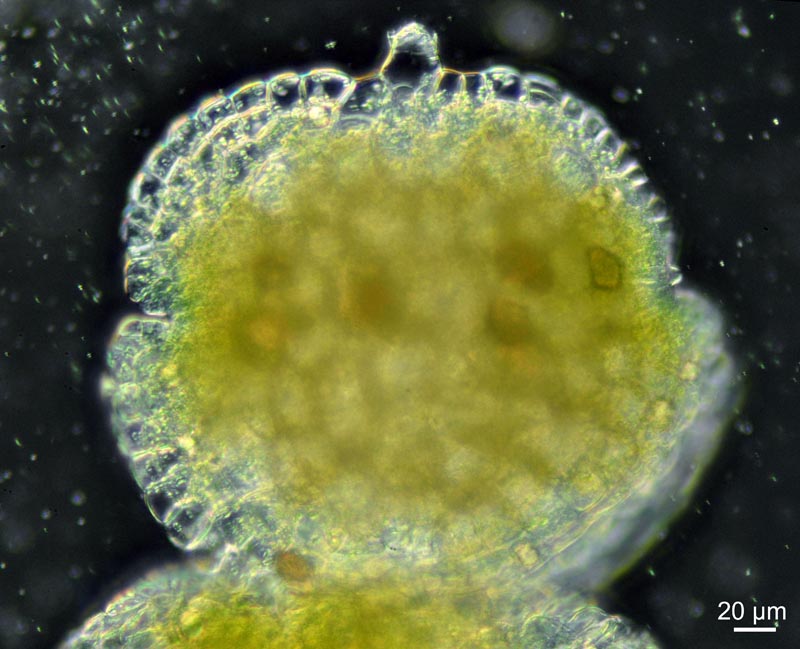 Lunularia cruciata (L.) Dum. #36913