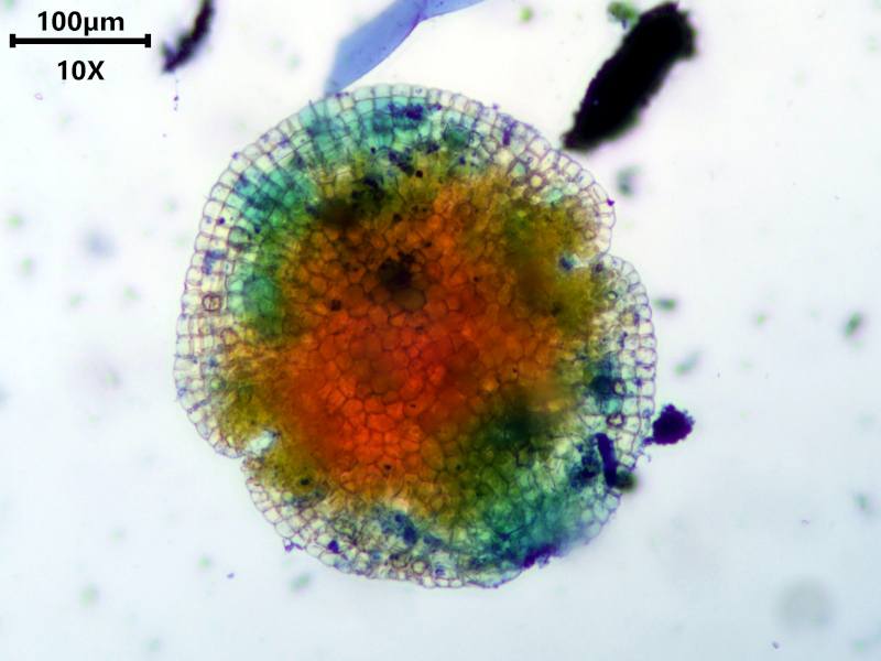 Lunularia cruciata (L.) Dumort. ex Lindb., 1868 #81126