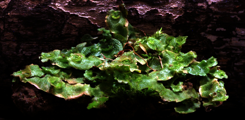 Lunularia cruciata (L.) Dumort. ex Lindb., 1868 #81119